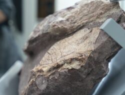 Hujan Deras Malah Ungkap Fosil Dinosaurus Tertua: Penemuan Langka yang Mengguncang Ilmu Pengetahuan!