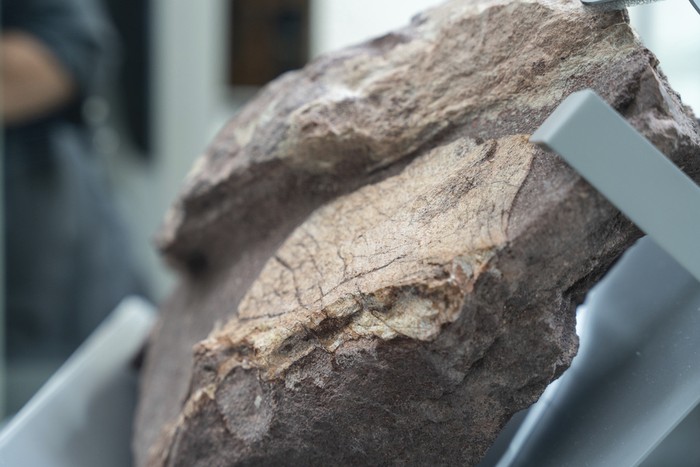 Hujan Deras Malah Ungkap Fosil Dinosaurus Tertua: Penemuan Langka yang Mengguncang Ilmu Pengetahuan!