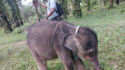 Duka di Hari Gajah Sedunia: Yuni, yang Terpisah dari Induk, Telah Meninggal Dunia