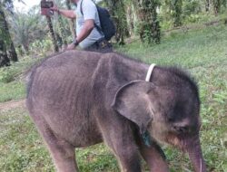 Duka di Hari Gajah Sedunia: Yuni, yang Terpisah dari Induk, Telah Meninggal Dunia