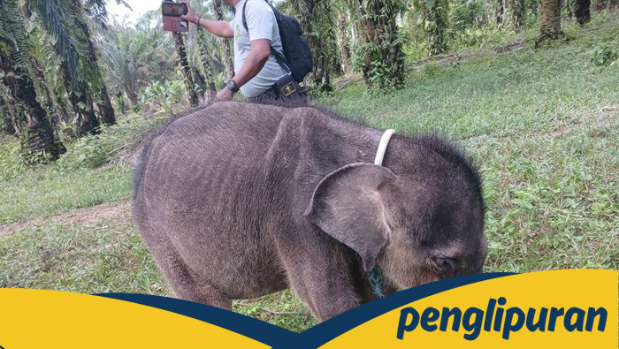 Duka di Hari Gajah Sedunia: Yuni, yang Terpisah dari Induk, Telah Meninggal Dunia
