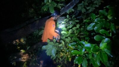 “Pohon Tumbang, Warga Rawa Buaya Terisolasi, TransJ Koridor 3 Gagal Layani”