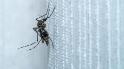 Kementerian Kesehatan Minta Waspada Kenaikan Chikungunya, Jawa Barat Dominan dengan 6 Ribu Kasus
