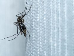 Kementerian Kesehatan Minta Waspada Kenaikan Chikungunya, Jawa Barat Dominan dengan 6 Ribu Kasus