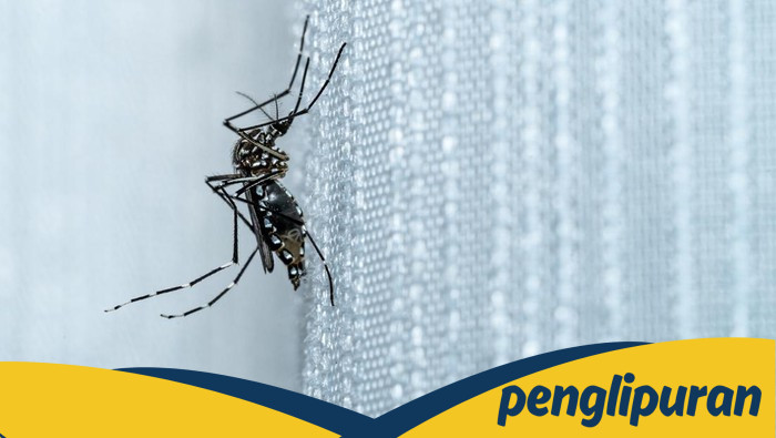 Kementerian Kesehatan Minta Waspada Kenaikan Chikungunya, Jawa Barat Dominan dengan 6 Ribu Kasus