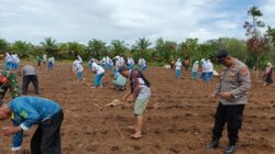 [Mahasiswa KKN dan Polisi Tanam Jagung di Rohul, Dukung Ketahanan Pangan]