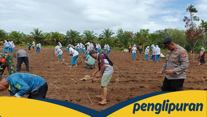 [Mahasiswa KKN dan Polisi Tanam Jagung di Rohul, Dukung Ketahanan Pangan]