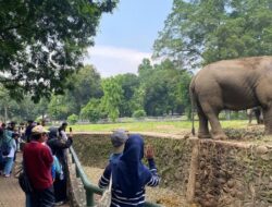 “TM Ragunan: Tempat Wisata Favorit untuk Merayakan HUT Ke-80 RI dengan Keluarga”