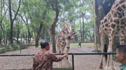 **Ragunan Bakal Buka Malam? Pramono: Shuttle Bus Wajib, Bawa Mobil Tak Diperbolehkan!**