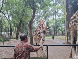 **Ragunan Bakal Buka Malam? Pramono: Shuttle Bus Wajib, Bawa Mobil Tak Diperbolehkan!**