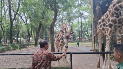 **Ragunan Bakal Buka Malam? Pramono: Shuttle Bus Wajib, Bawa Mobil Tak Diperbolehkan!**