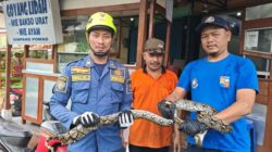 Ular Sanca 2 Meter Muncul di Kamar Mandi, Warga Bogor Berteriak Takjub!