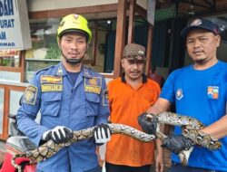 Ular Sanca 2 Meter Muncul di Kamar Mandi, Warga Bogor Berteriak Takjub!