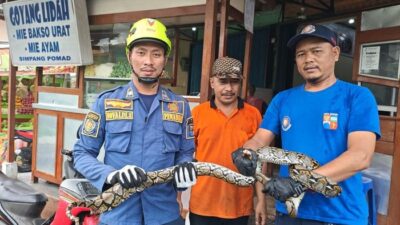 Ular Sanca 2 Meter Muncul di Kamar Mandi, Warga Bogor Berteriak Takjub!