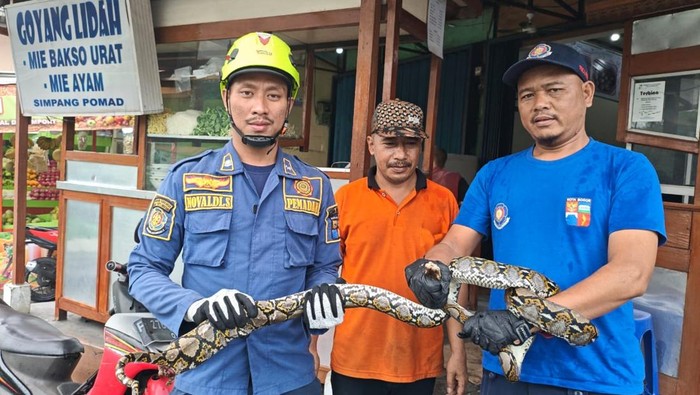 Ular Sanca 2 Meter Muncul di Kamar Mandi, Warga Bogor Berteriak Takjub!