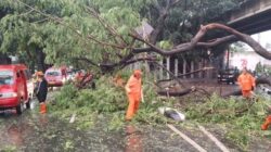 Hujan dan Angin Kencang, 10 Pohon di Jaksel-Jaktim Tumbang: Ancaman cuaca ekstrim terhadap kota besar