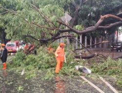 Hujan dan Angin Kencang, 10 Pohon di Jaksel-Jaktim Tumbang: Ancaman cuaca ekstrim terhadap kota besar