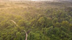 Tesso Nilo: Gajah vs Manusia, Siapa yang Akan Menang?