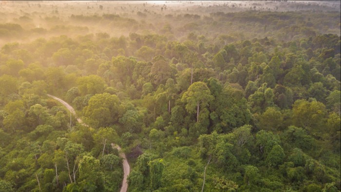 Tesso Nilo: Gajah vs Manusia, Siapa yang Akan Menang?