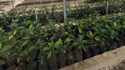 Polda Riau Bangun ‘Bank Pohon’: Pusat Pembibitan dan Edukasi untuk Riau Hijau – Update 1