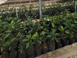Polda Riau Bangun ‘Bank Pohon’: Pusat Pembibitan dan Edukasi untuk Riau Hijau – Update 1