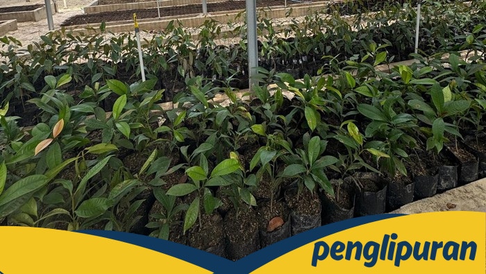 Polda Riau Bangun 'Bank Pohon': Pusat Pembibitan dan Edukasi untuk Riau Hijau - Update 1
