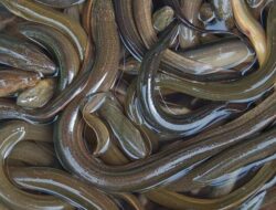 “Belut Itu Ular atau Ikan? Ini Jawaban yang Benar yang Mungkin Anda Tidak Pernah Duga!”