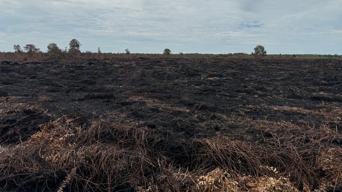 Karhutla di Riau Menurun Drastis, 6 Tersangka di Pelalawan Terjerat Hukuman.