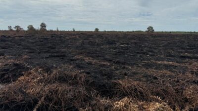 Karhutla di Riau Menurun Drastis, 6 Tersangka di Pelalawan Terjerat Hukuman.