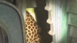 Macan Tutul Heboh Masuki Balai Desa, Warga Kuningan Terkejut!