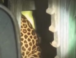 Macan Tutul Heboh Masuki Balai Desa, Warga Kuningan Terkejut!