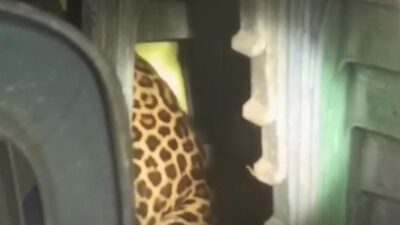 **Macan Tutul Terjebak di Balai Desa Kuningan, Tim Evakuasi Berjuang Selama Dua Jam!**