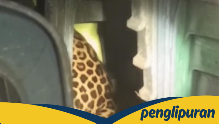 **Macan Tutul Terjebak di Balai Desa Kuningan, Tim Evakuasi Berjuang Selama Dua Jam!**