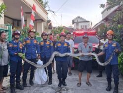 Warga Bogor Takut, Ular Sanca 3 Meter Muncul di Depan Rumah!
