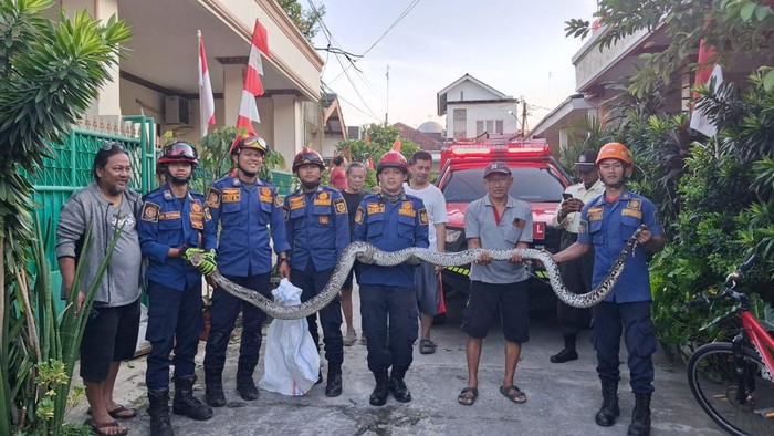 Warga Bogor Takut, Ular Sanca 3 Meter Muncul di Depan Rumah!