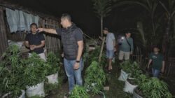 Tertangkap Punya Ladang Ganja, Pria di Blitar Ngaku Buat Pakan Kambing – Update 1