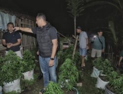 Tertangkap Punya Ladang Ganja, Pria di Blitar Ngaku Buat Pakan Kambing – Update 1
