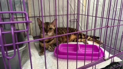 Kucing Eko Patrio Dibawa Massa, Menanggung Luka dan Stres di Tengah Penjarahan