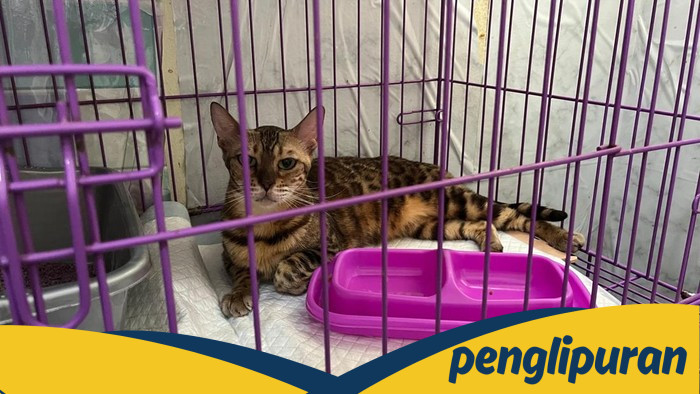 Kucing Eko Patrio Dibawa Massa, Menanggung Luka dan Stres di Tengah Penjarahan