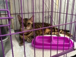 Kucing Eko Patrio Dibawa Massa, Menanggung Luka dan Stres di Tengah Penjarahan