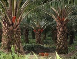 Pria di Bangka Barat Tertangkap Basah Curi Sawit 1,1 Ton, Ancam Peradaban Hutan!