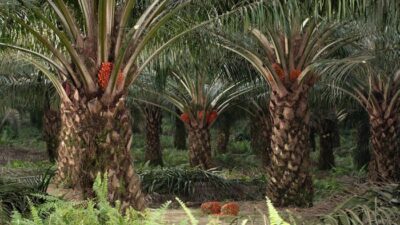Pria di Bangka Barat Tertangkap Basah Curi Sawit 1,1 Ton, Ancam Peradaban Hutan!