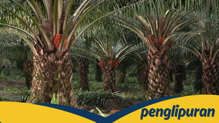 Pria di Bangka Barat Tertangkap Basah Curi Sawit 1,1 Ton, Ancam Peradaban Hutan!