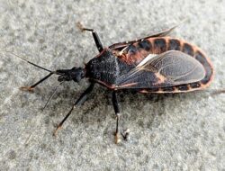 “280 Ribu Warga AS Terinfeksi Penyakit Menakutkan Chagas dari ‘Kissing Bug’, Kenali Gejalanya Sebelum Terlambat!”