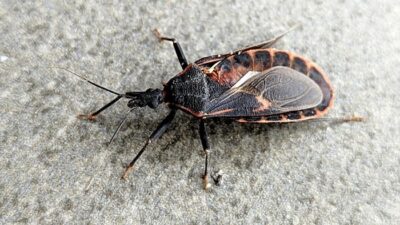 “280 Ribu Warga AS Terinfeksi Penyakit Menakutkan Chagas dari ‘Kissing Bug’, Kenali Gejalanya Sebelum Terlambat!”