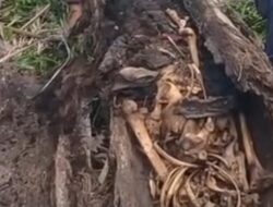 Pohon di Sumut Tumbang, Warga Temukan Kerangka Manusia di Dalamnya