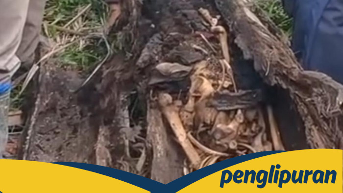 Pohon di Sumut Tumbang, Warga Temukan Kerangka Manusia di Dalamnya