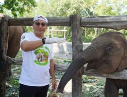 “Tari Si Gajah TN Tesso Nilo Mati, Kapolda Riau Beri Peringatan Serius”
