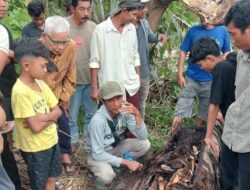 **Kata Kades soal Misteri Kerangka Manusia Dalam Pohon di Sumut: Penemuan Mengerikan di Desa Pematang Ganjang**