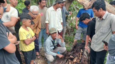 **Kata Kades soal Misteri Kerangka Manusia Dalam Pohon di Sumut: Penemuan Mengerikan di Desa Pematang Ganjang**
